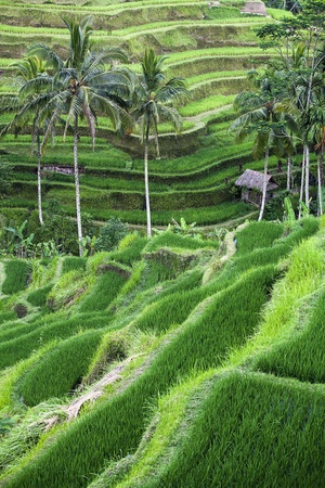 terraced rice-fields step in Baliの写真素材