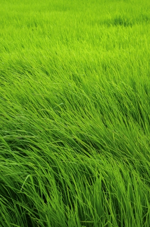 Paddy rice in Greenの写真素材