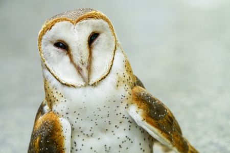 Close up of a Barn Owlの写真素材