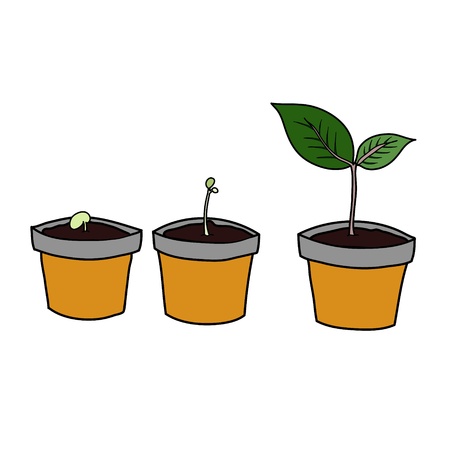 Period of plant growth in small potの写真素材