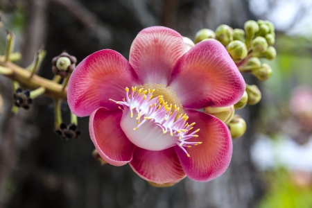 Cannonball tree or Sala Langka flowerの写真素材