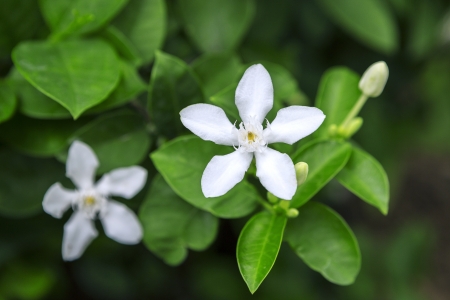 white flower on green backgroundの写真素材