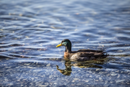 Duck enjoying swimming on the lakeの写真素材