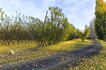 vineyards in autumn colors at Cromwell, Otago New Zealandの写真素材