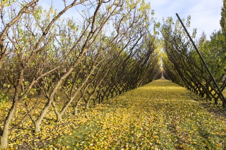 vineyards in autumn colors at Cromwell, Otago New Zealandの写真素材