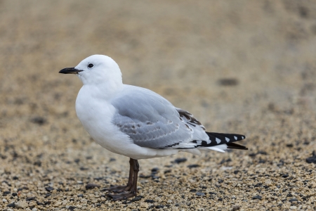 Black-billed Gull standing on the ground at Akaroa, Canterbury, New Zealandの写真素材