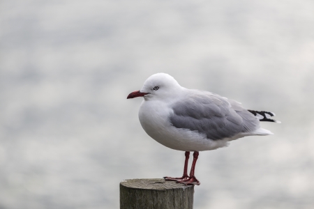 Black-billed Gull standing on the timber at Akaroa, Canterbury, New Zealandの写真素材