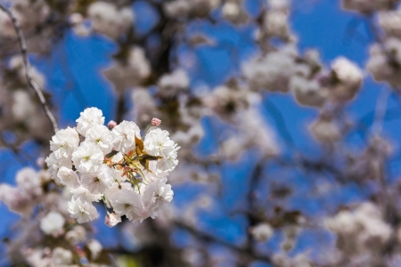 Japanese cherry blossomsの写真素材