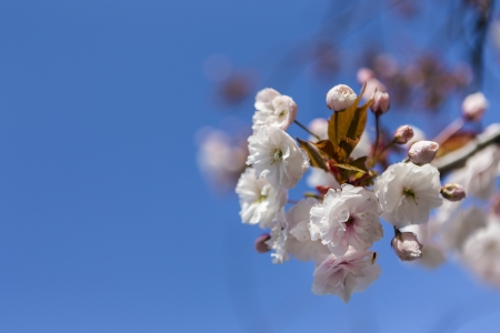Japanese cherry blossomsの写真素材