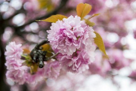 Japanese cherry blossomsの写真素材