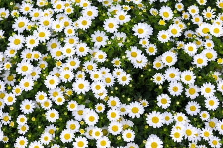 white daisy flowersの写真素材