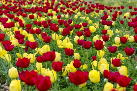 Field of colorful red and yellow tulipsの写真素材