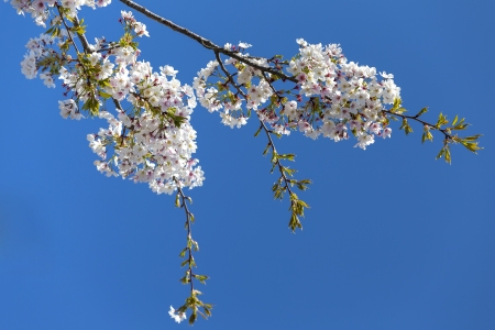 Japanese cherry blossoms in blue skyの写真素材