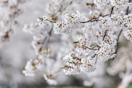 Japanese cherry blossoms