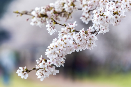Japanese cherry blossomsの写真素材