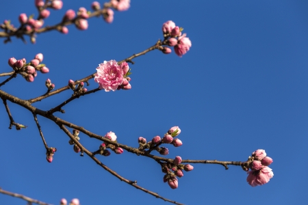 Japanese cherry blossoms in blue skyの写真素材