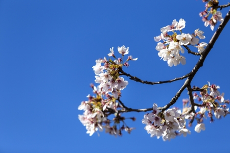 Japanese cherry blossoms in blue skyの写真素材