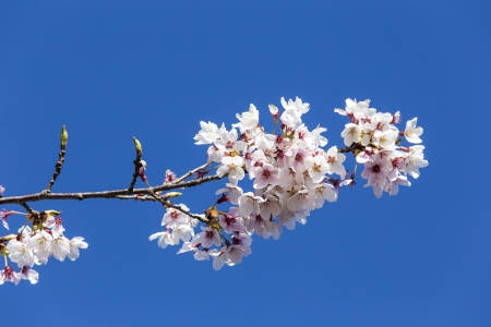 Japanese cherry blossomsの写真素材