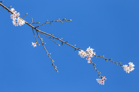 Japanese cherry blossomsの写真素材
