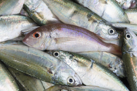 Fresh raw red snapper and mackerel fish in market