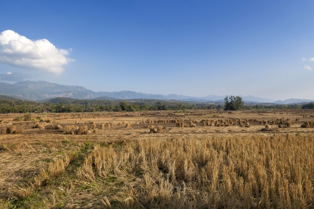 Space agriculture in northen thailand, Chiangmai, Thailandの写真素材