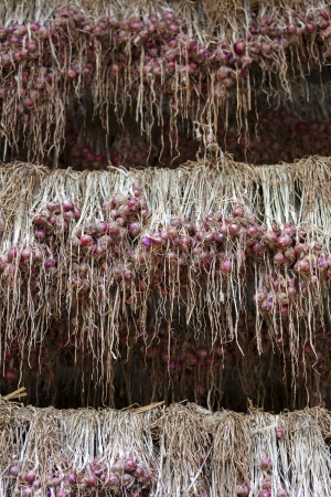 Shallots hanging on the wood in northen thailand, Chiang Mai, Thailandの写真素材