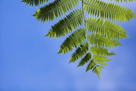 Tree ferns leaf in blue sky