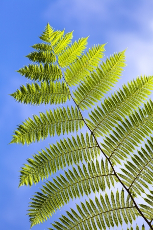 Tree ferns leaf in blue skyの写真素材