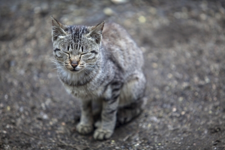 Cat sitting and close eyesの写真素材