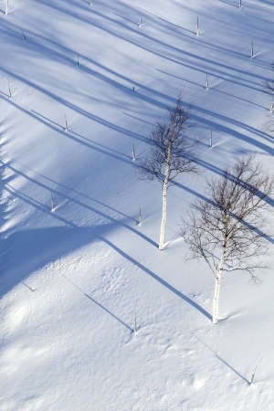 Winter scene of leafless trees in morning lightの写真素材