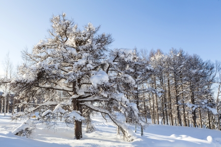 Winter scene of leafless trees in morning lightの写真素材