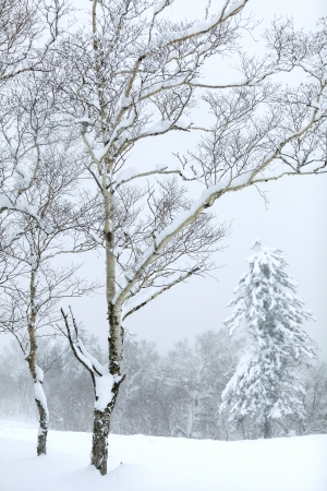 Winter scene of leafless treesの写真素材
