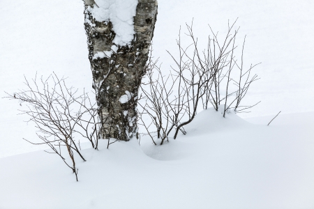 Winter scene of leafless treesの写真素材