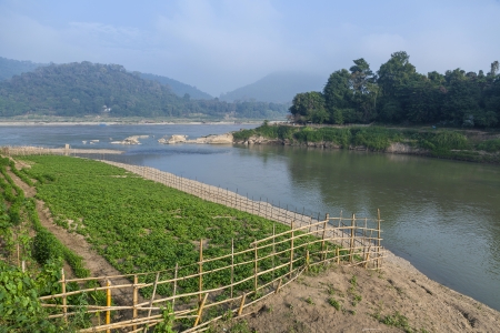 Space agriculture at Nam khan cross Nam Khong river in Luang Prabang, Laosの写真素材