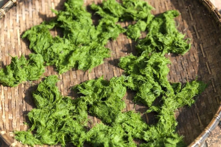 Freshwater algae (Spirogyra sp.) ready is used to make food in Luang Prabang, Laosの写真素材