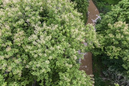 Top view flower of teak tree forestの写真素材