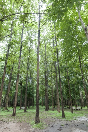 Teak forests to the environmentの写真素材