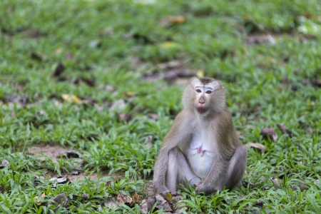 Female monkey sitting on the grassの写真素材