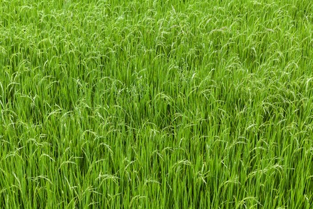Green view of paddy rice fieldの写真素材