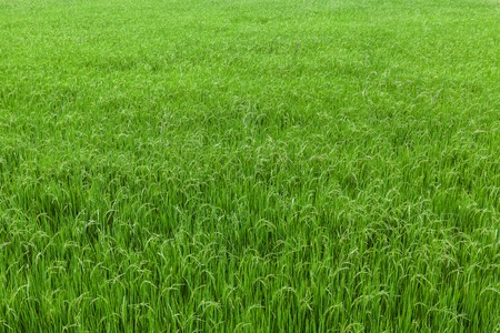 Green view of paddy rice fieldの写真素材