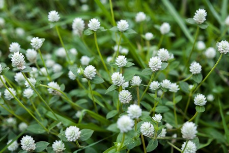 White Globe Amaranth or Bachelor Button in green fieldの写真素材