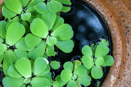 Green pistia stratiotes in potteryの写真素材