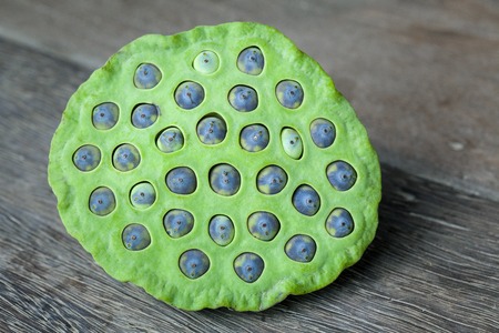 Green Lotus seed on wood backgroundの写真素材
