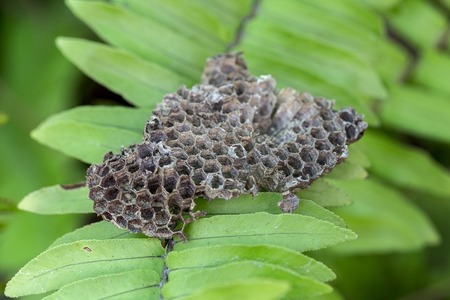 wasp nest on green backgroundの写真素材