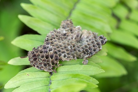 wasp nest on green backgroundの写真素材