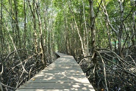 Boardwalk through the mangrove forestの写真素材
