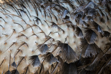 New Ostrich Feathers close-up texture 
