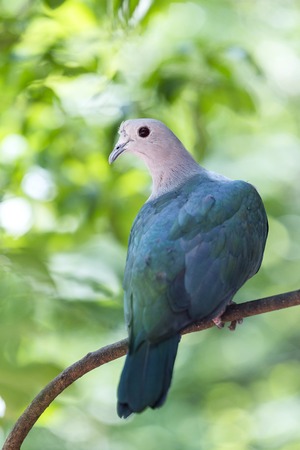 Green imperial pigeon (Ducula aenea) standing on a branchの写真素材