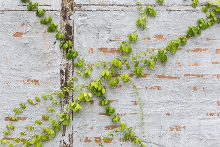Green Creeper Plant on a brick Wallの写真素材