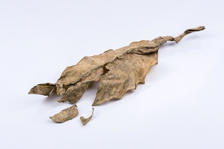 dry leaves on the white backgroundの写真素材